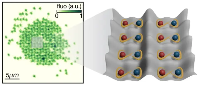 Quantum gas microscope with optical superlattice: The image (left) shows individual atoms with high spatial resolution. The superlattice arranges them into double wells (right), which serve as the fundamental units for implementing quantum gates.