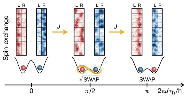 Spin-exchange gate in a double well: Initially, spin-up atoms (red) occupy the left side and spin-down atoms (blue) the right side of a double well. The microscope images (top) show many such pairs. When the barrier between the two wells is lowered, the atoms interact, giving rise to entangled states: although the atoms appear randomly distributed when observed individually, they are perfectly anti-correlated – the position of one determines that of the other. If the dynamics are halted halfway, a so-called √SWAP gate is realised (centre); if the interaction continues for longer, the atoms fully exchange positions (SWAP, right).